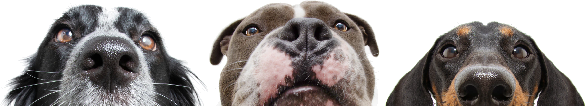 Pet dogs peeking over the search bar
