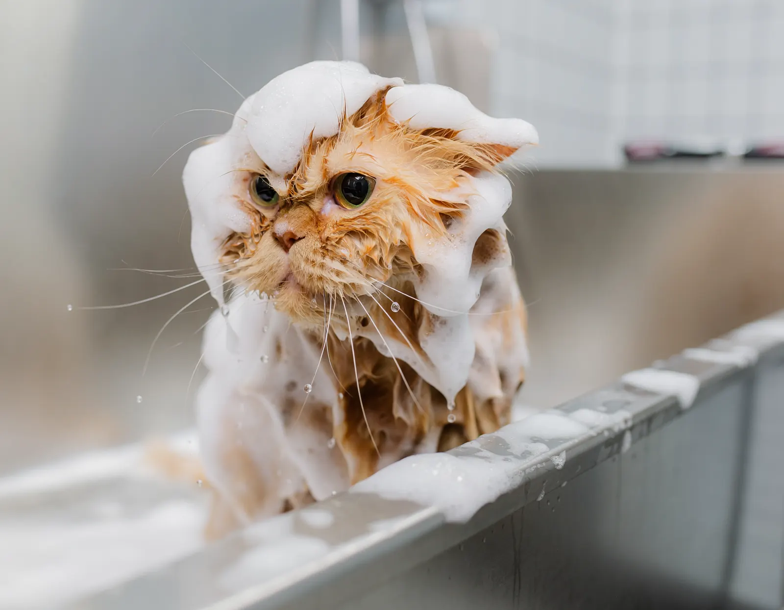 A long-haired cat being washed in a grooming bath