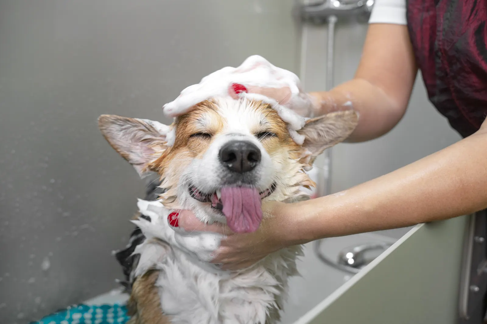 A dog being washed with shampoo in a grooming bath