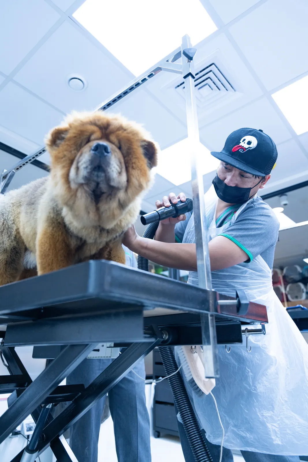 A groomer using clippers on a shaggy dog
