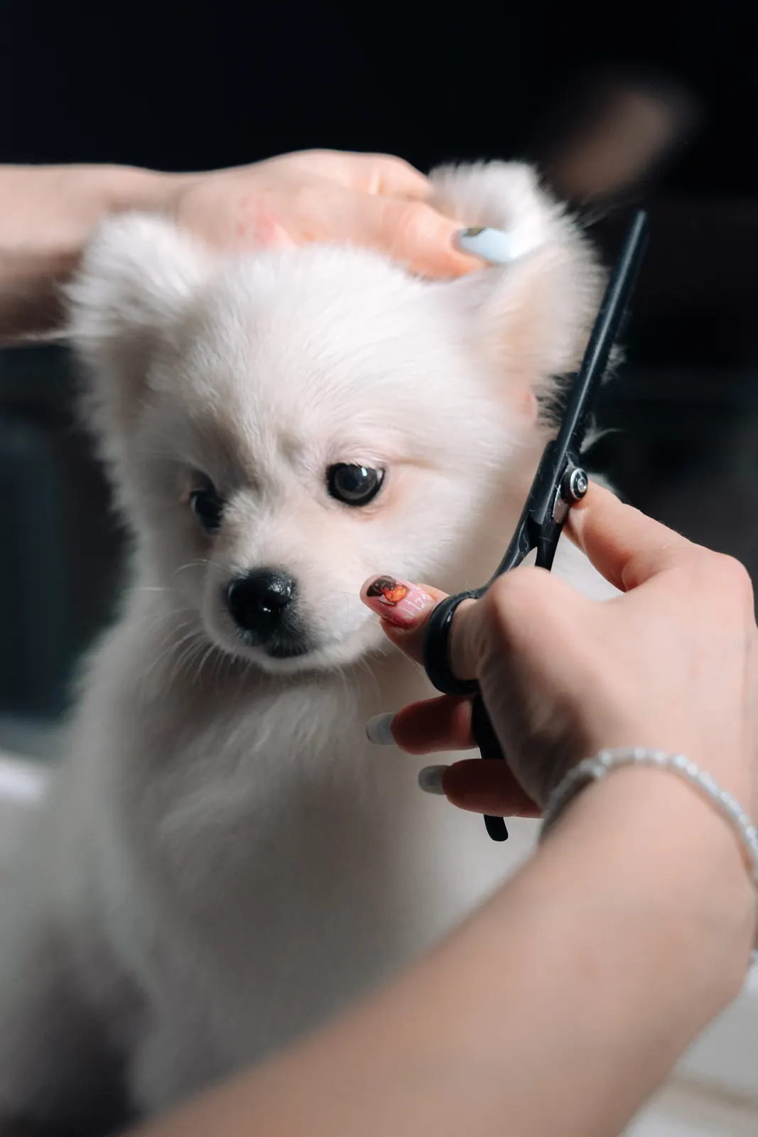 A small white dog having its coat clipped