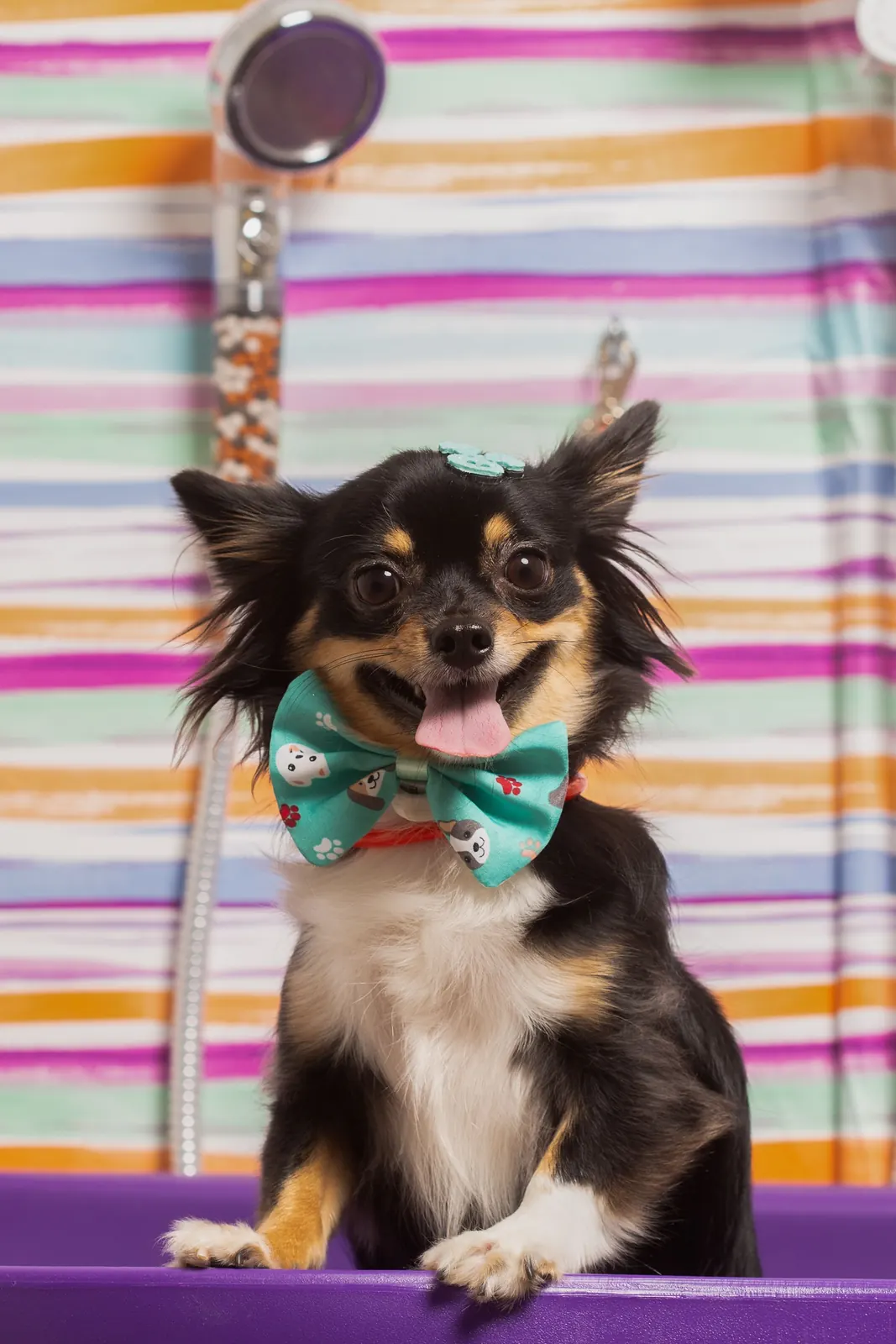 A freshly groomed Chihuahua sitting on a colourful chair