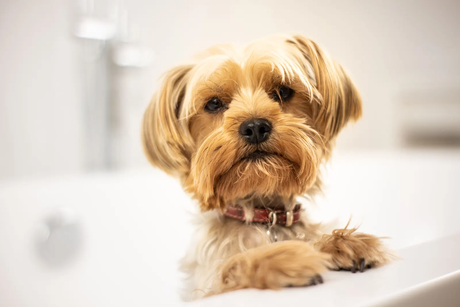 A Yorkshire terrier standing on a grooming table
