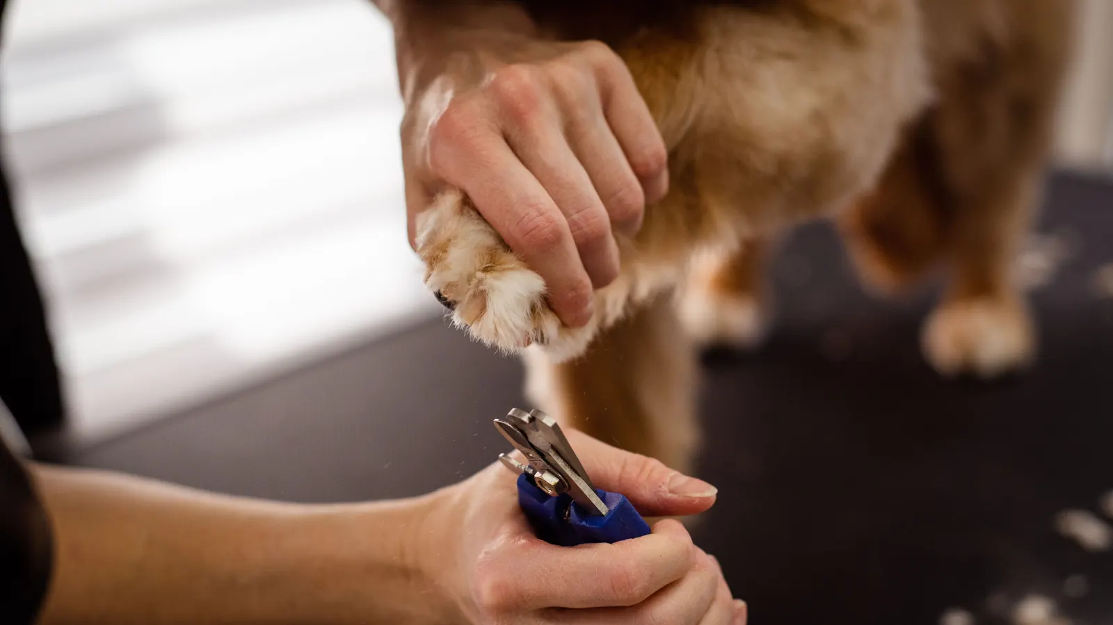 A dog having its nails clipped by a groomer