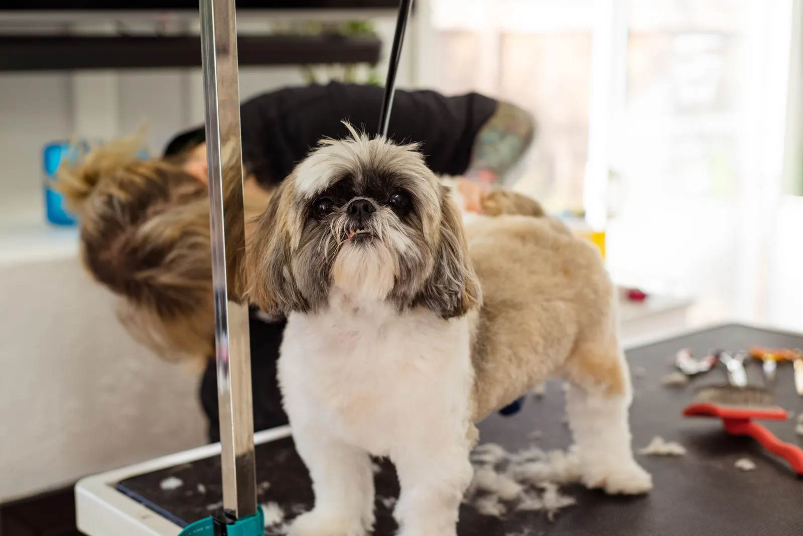Two small dogs standing on a grooming table