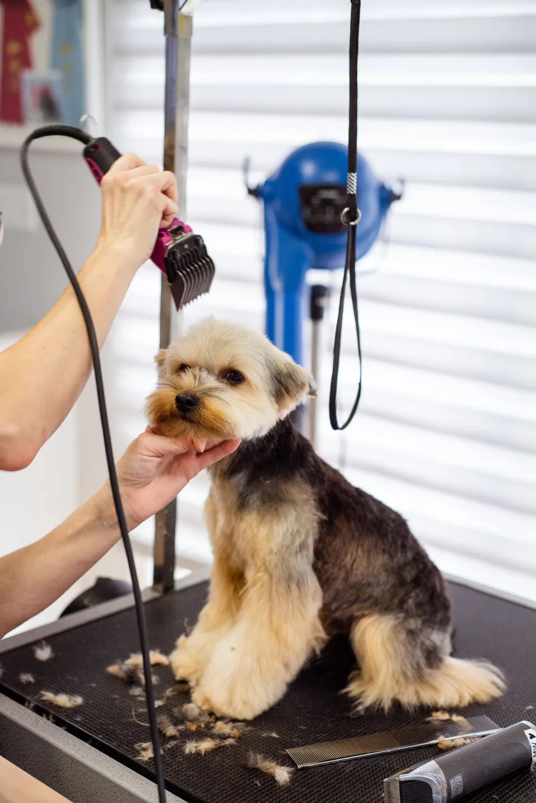 A small dog being groomed on a salon table