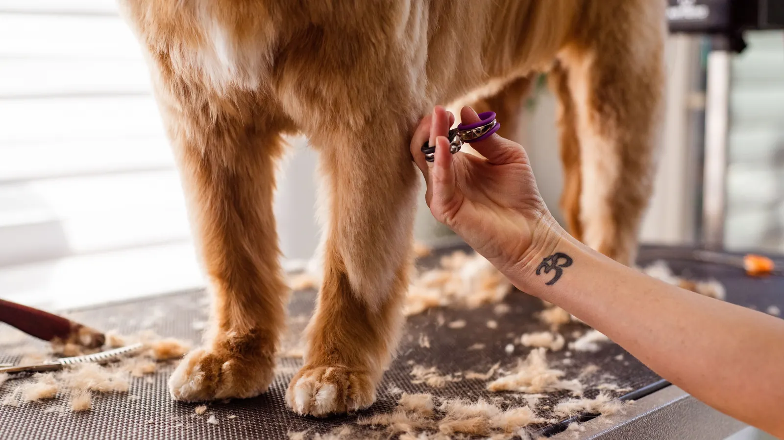 A groomer trimming a curly-coated dog's fur