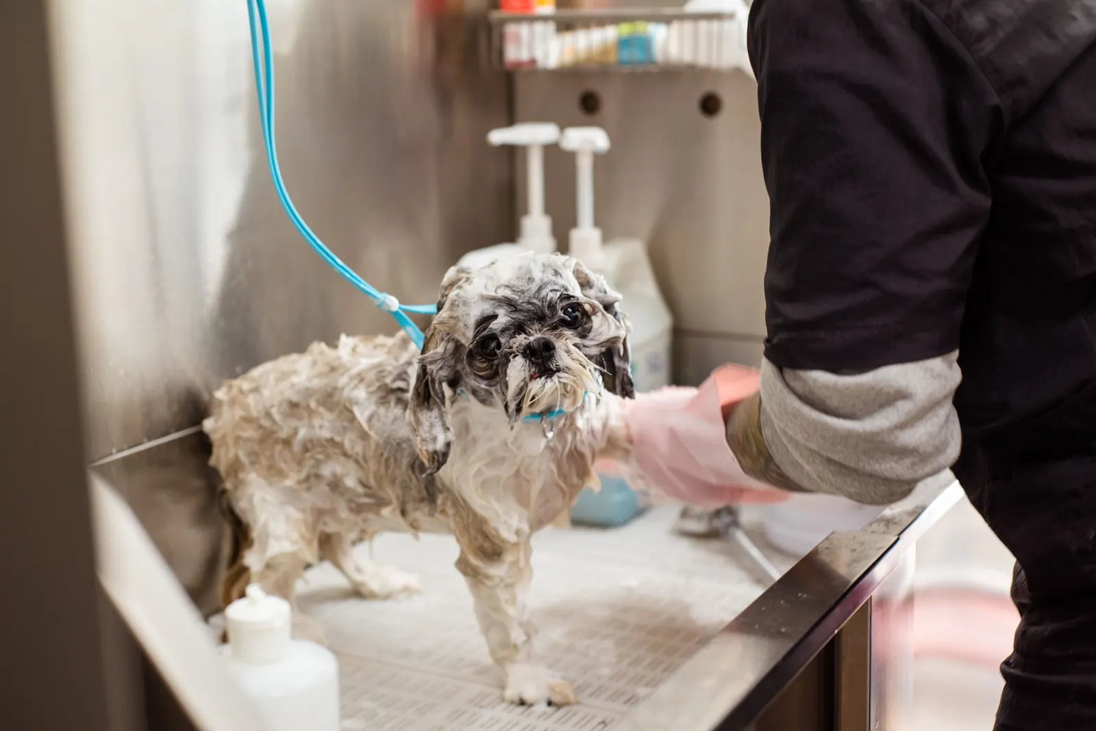 A small dog being washed in a grooming bath