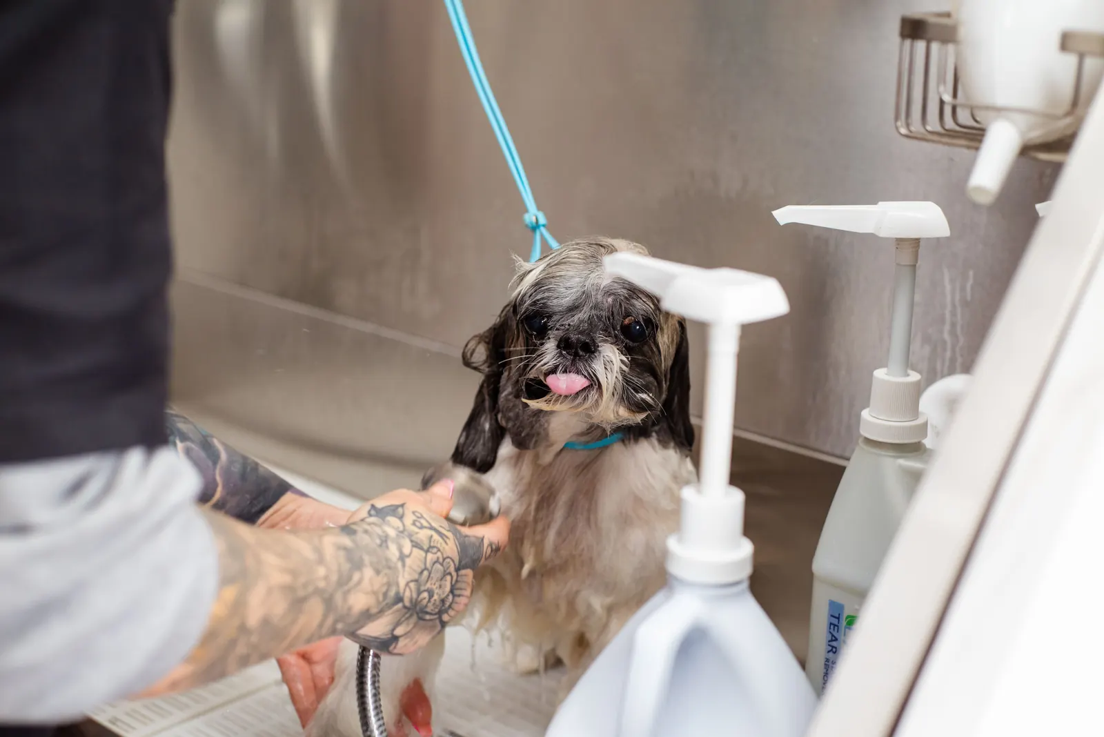 A wet small dog being washed in a salon