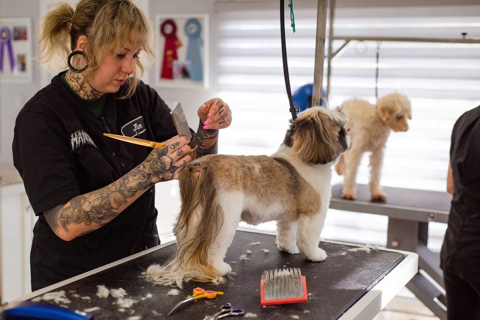 A groomer brushing a small dog on a table