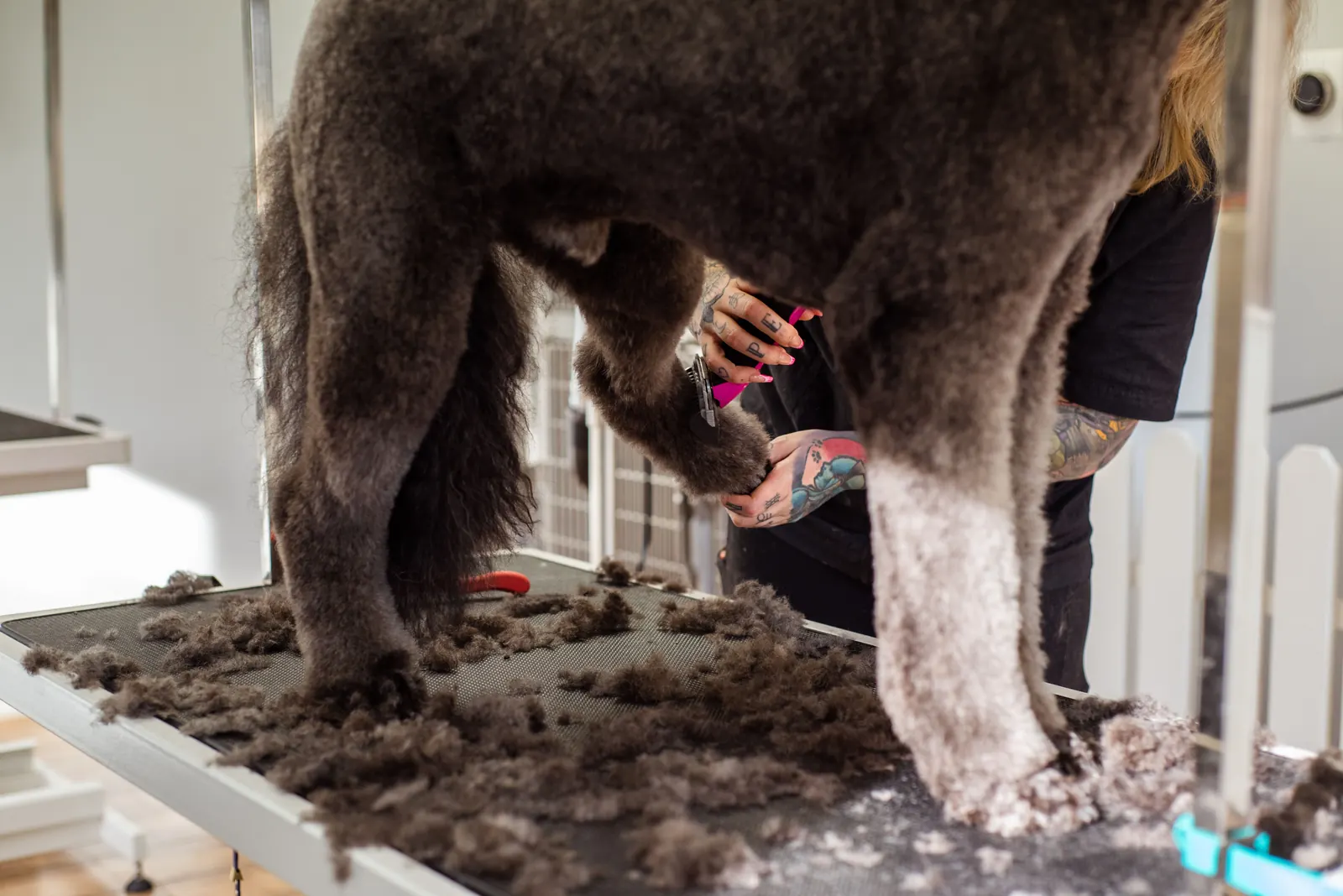 A poodle having the fur on its legs trimmed