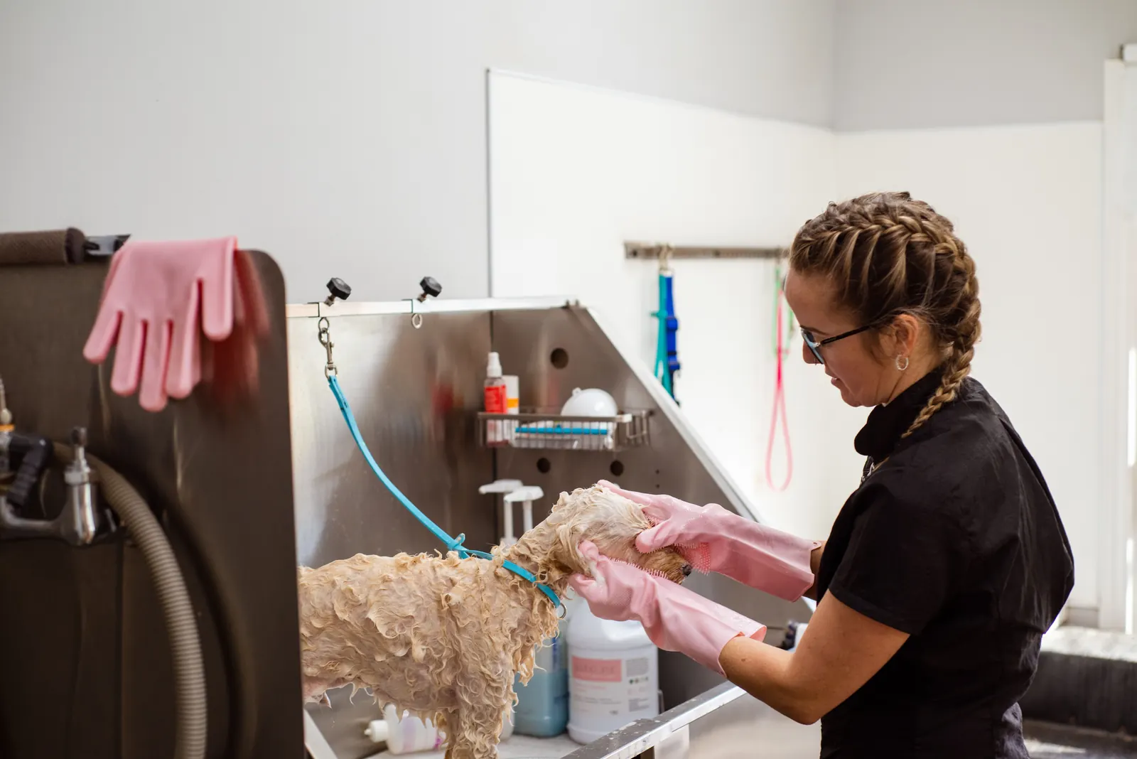 A groomer trimming a curly-coated dog