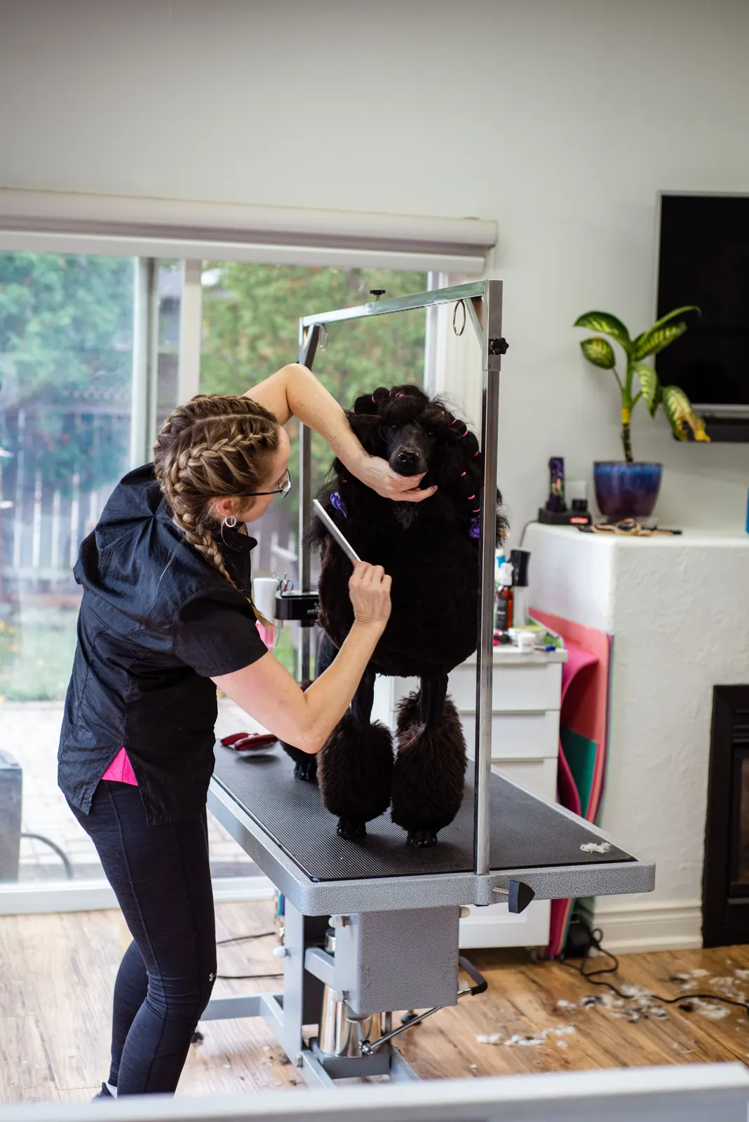 A groomer working with a small dog in a salon