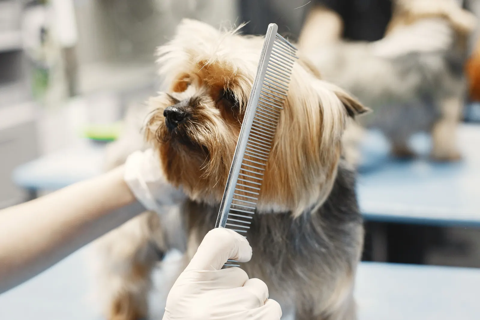 A Yorkshire terrier having its coat combed