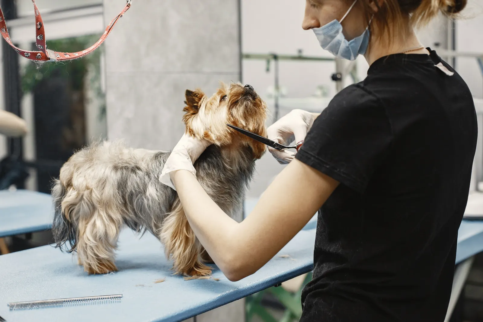 A groomer carefully trimming a Yorkshire terrier's face