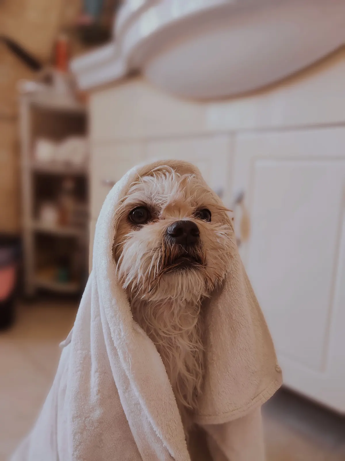 A dog wrapped in a towel after a bath
