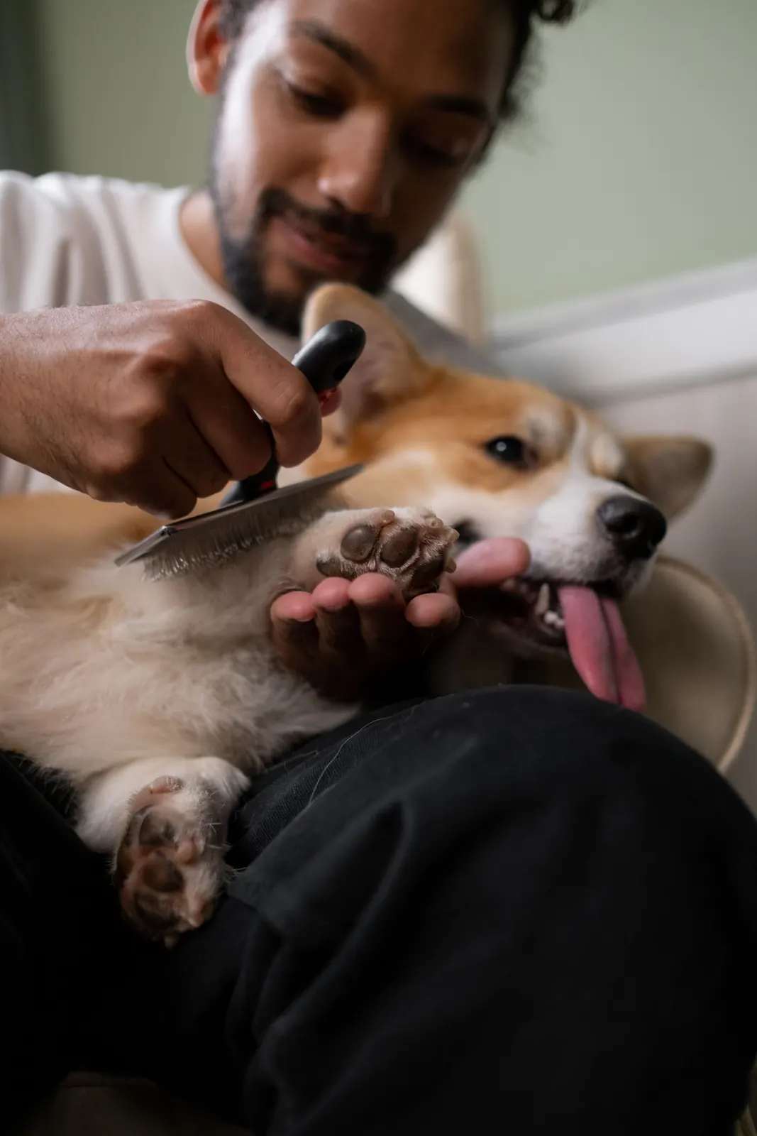 A groomer carefully clipping a dog's paw