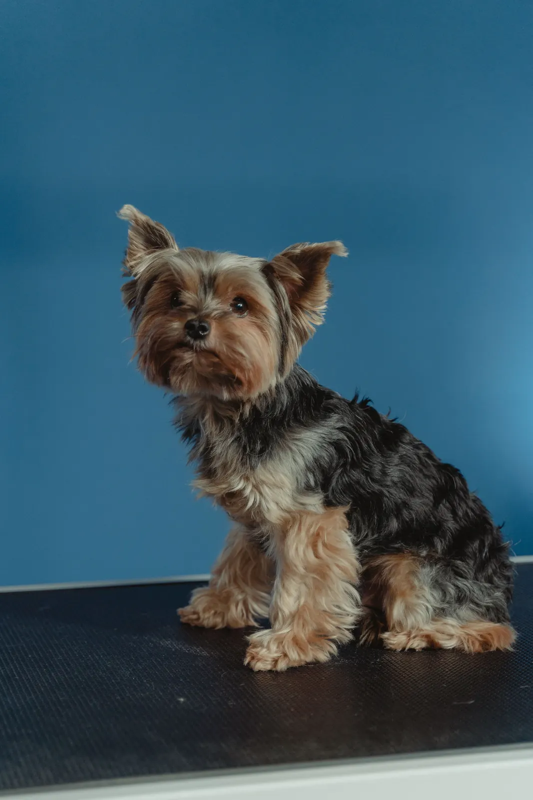 A Yorkshire terrier standing on a studio grooming table