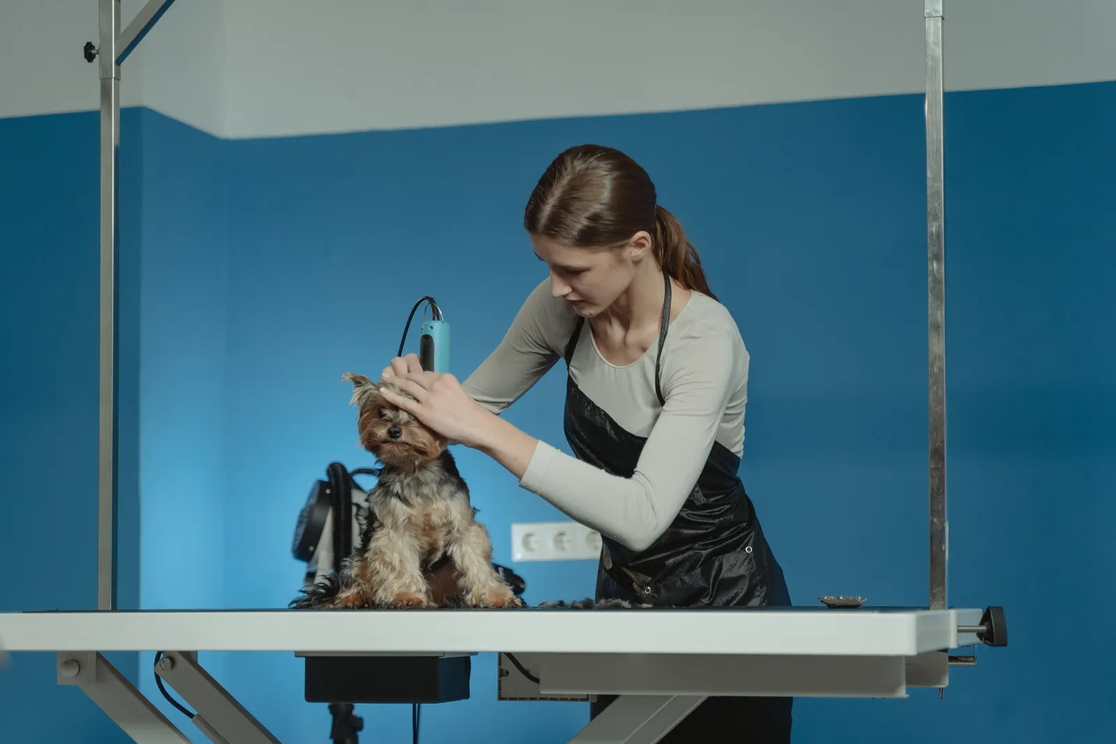 A groomer brushing a Yorkshire terrier
