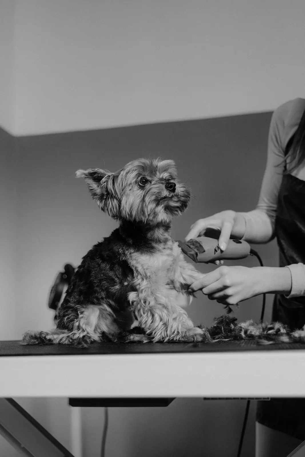 A small dog standing on a grooming table