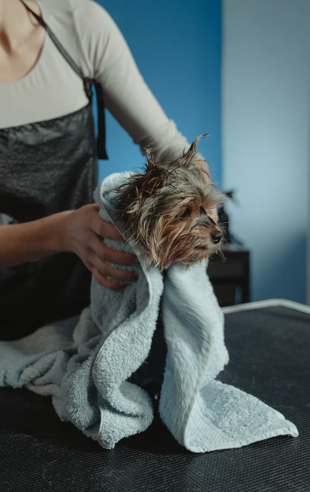 A Yorkshire terrier wrapped in a towel