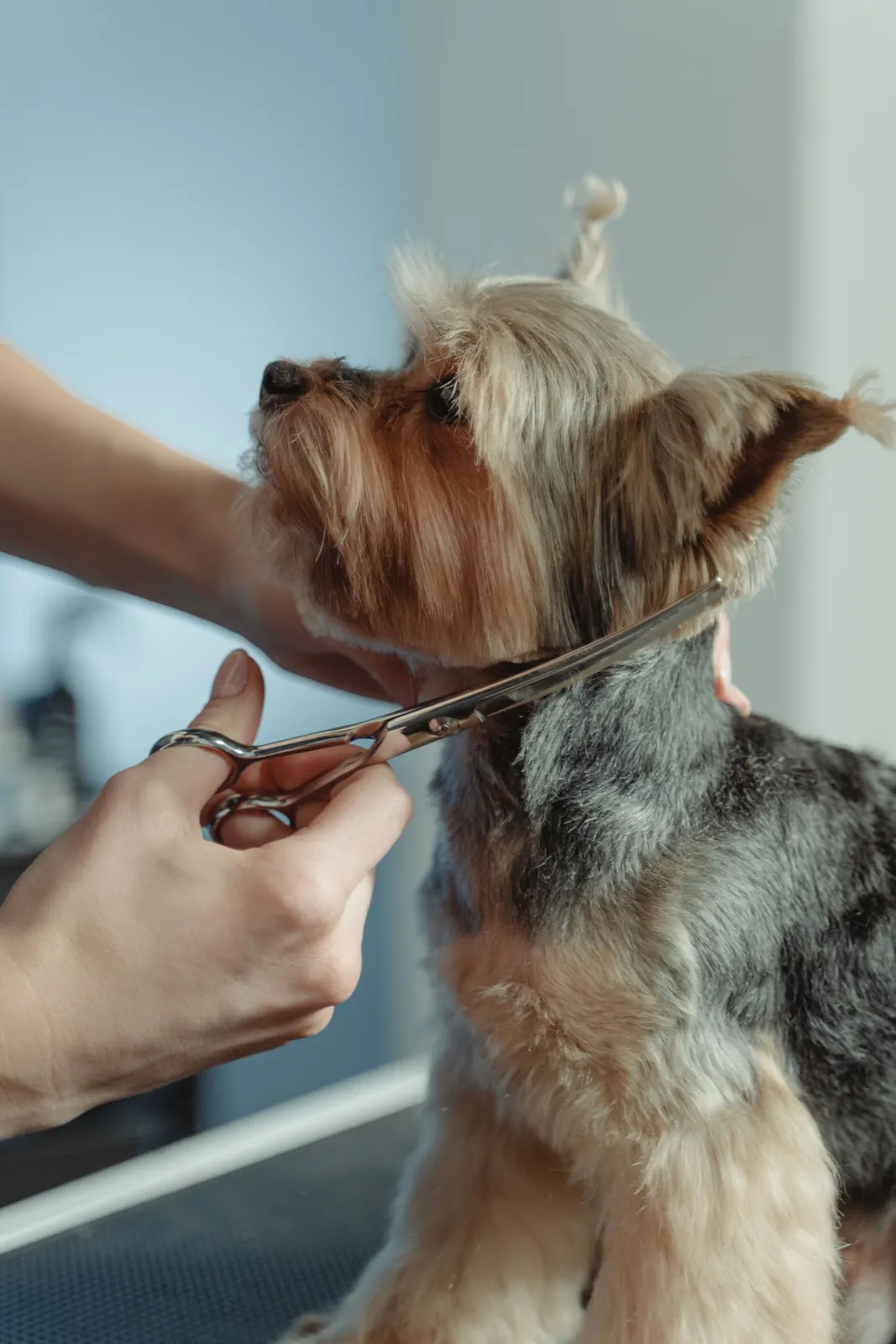 A groomer trimming a Yorkshire terrier's face