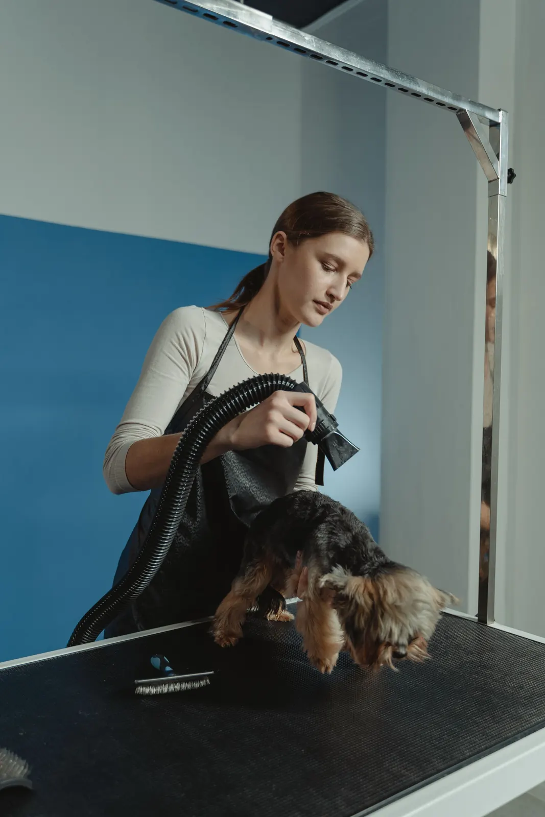 A groomer brushing a small dog's coat
