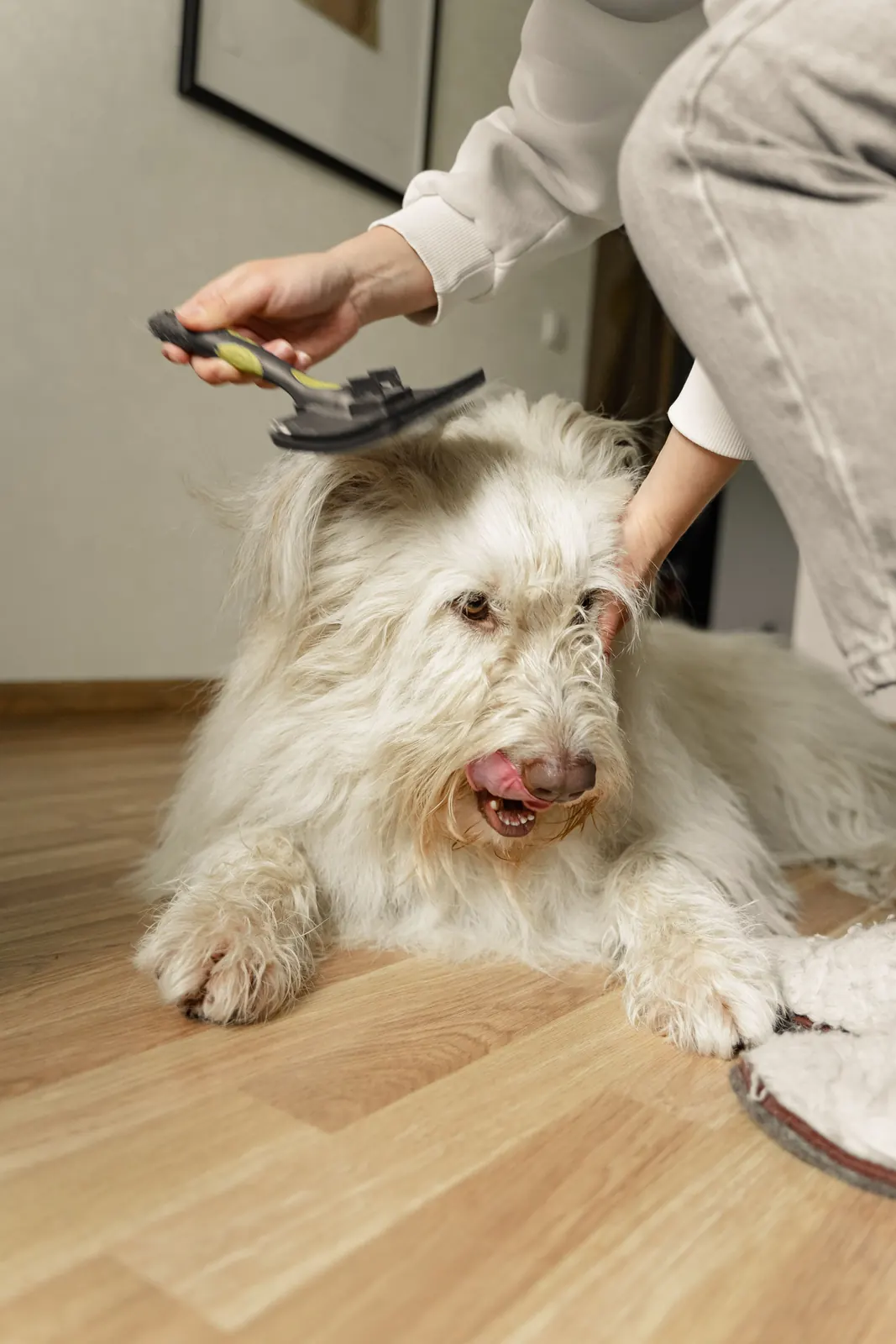 A small white dog having the fur on its head combed
