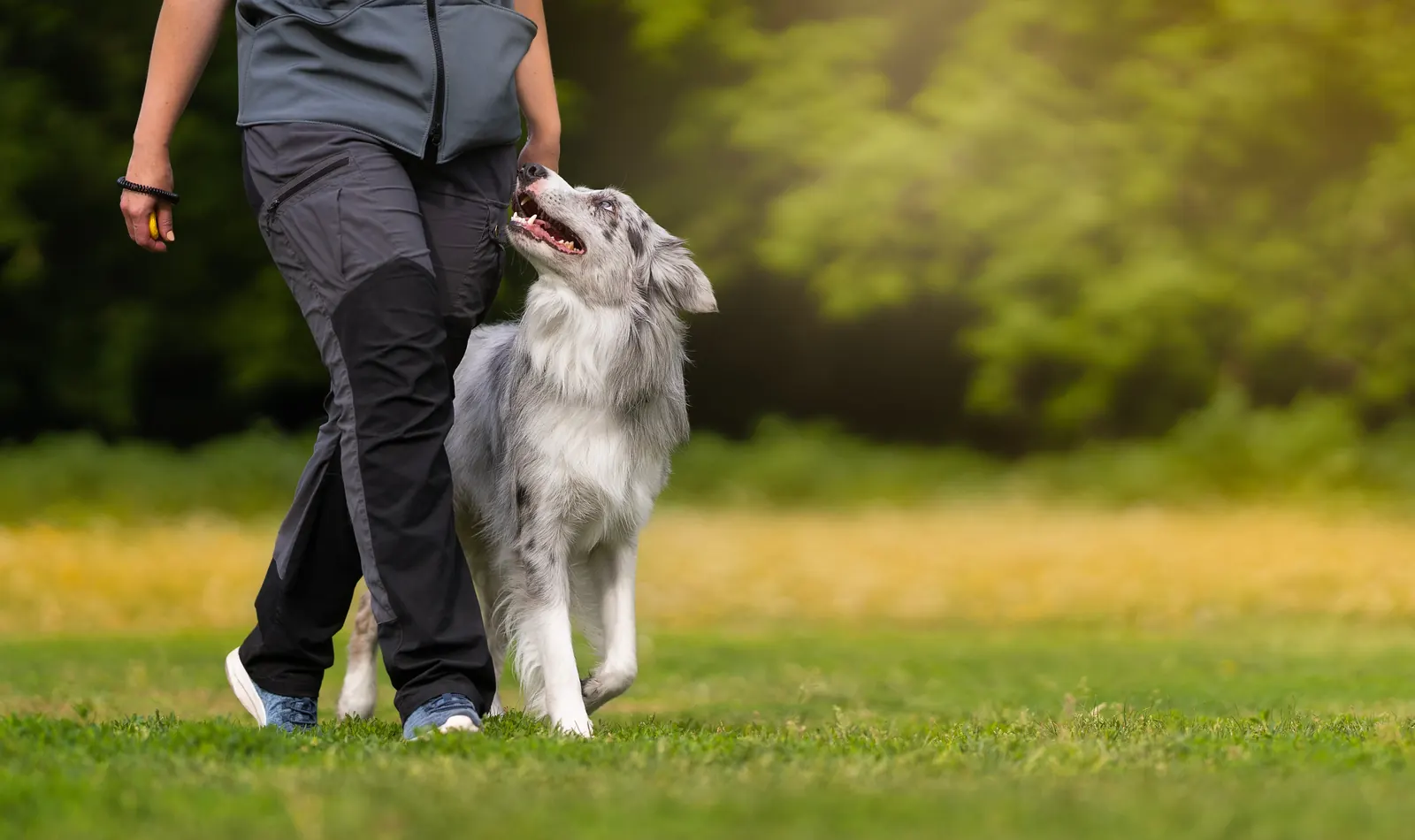 A handler walking a dog at heel in a field