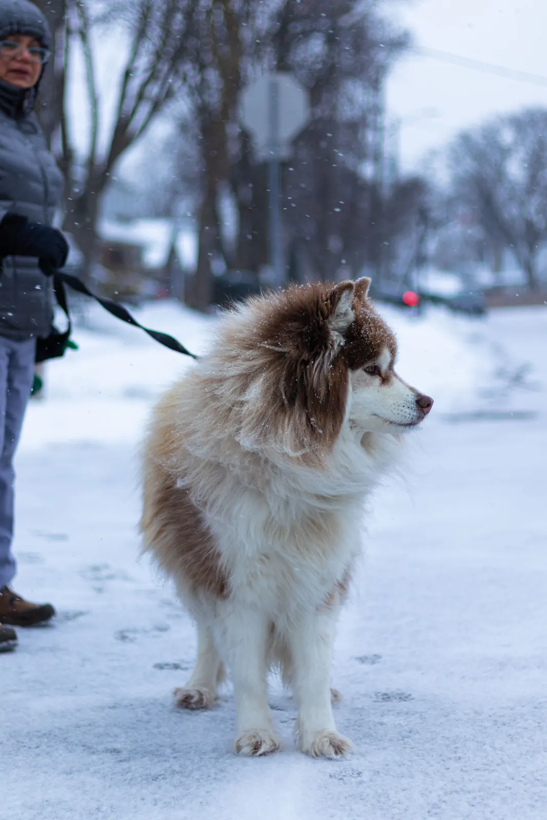 A person holding a large dog on a lead in the snow