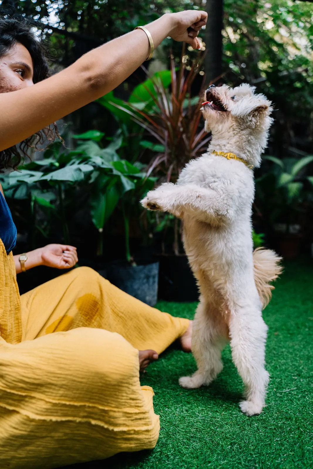 A person rewarding a small dog outdoors