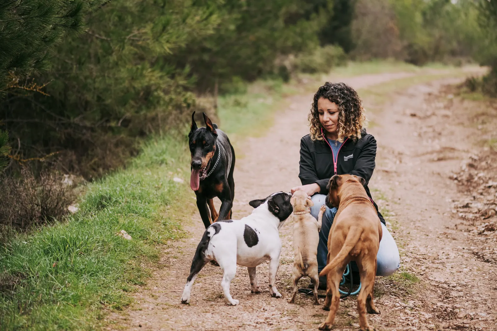 A dog walker leading several dogs along a woodland path
