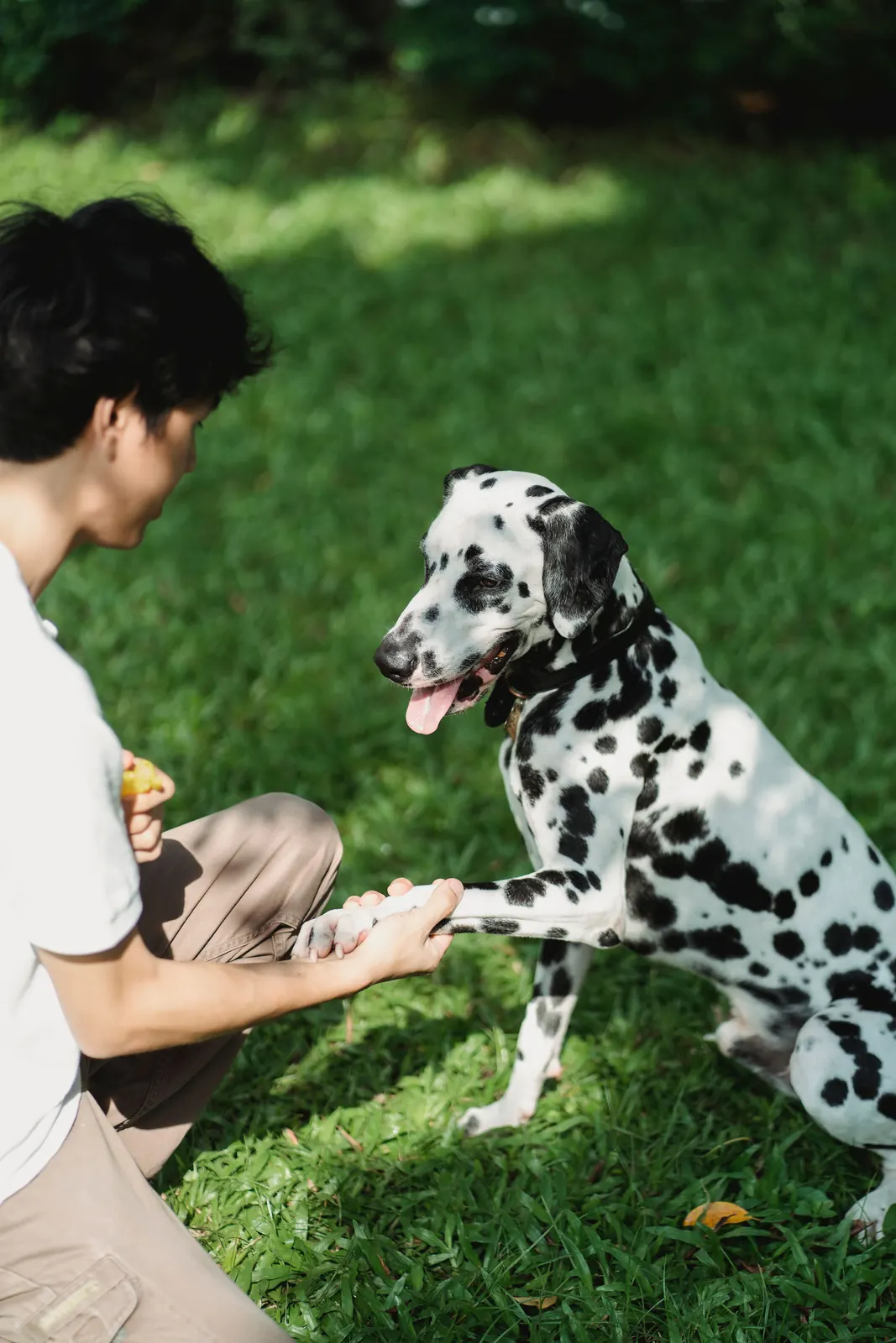 A person rewarding a Dalmatian during training