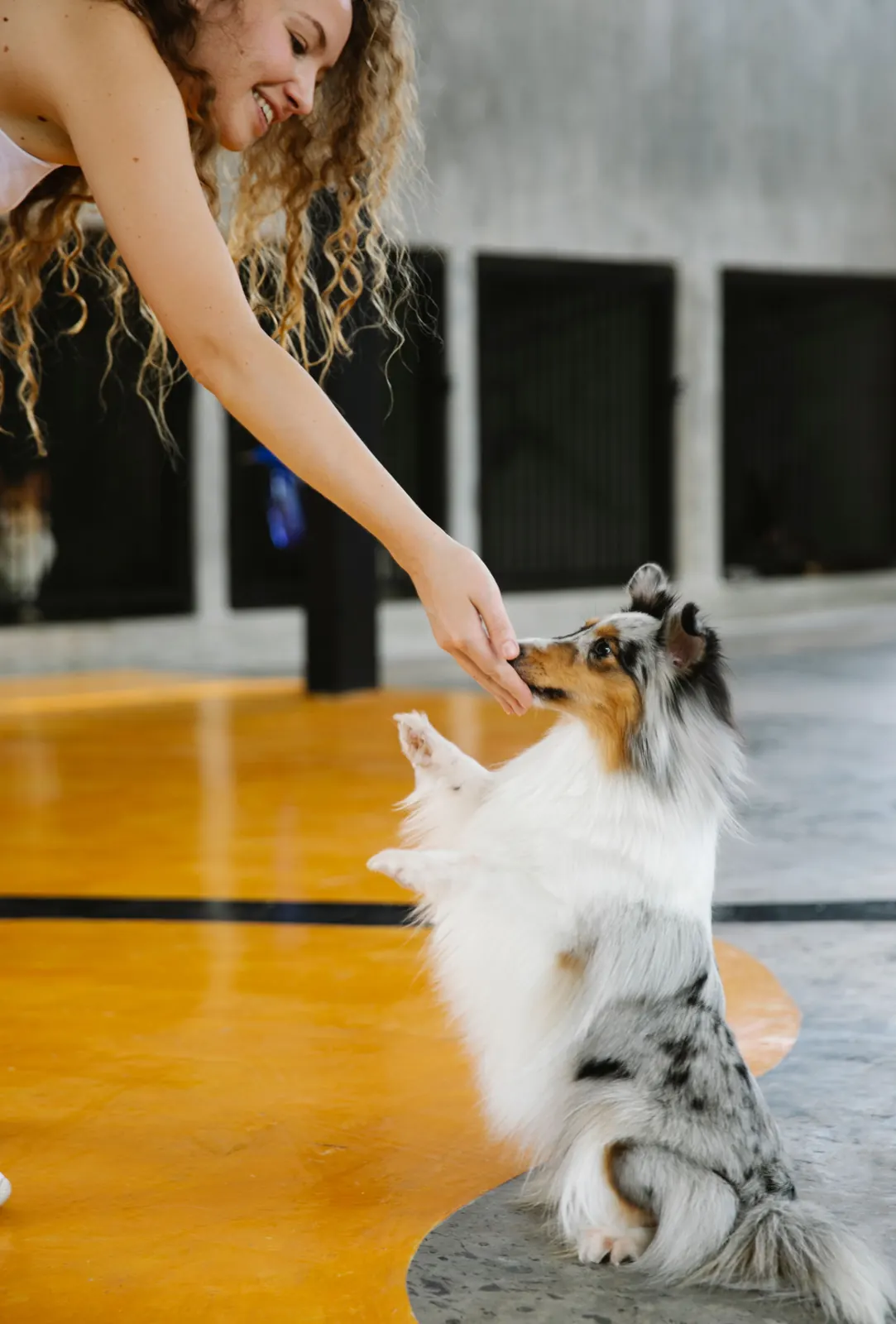 A trainer guiding a small dog indoors