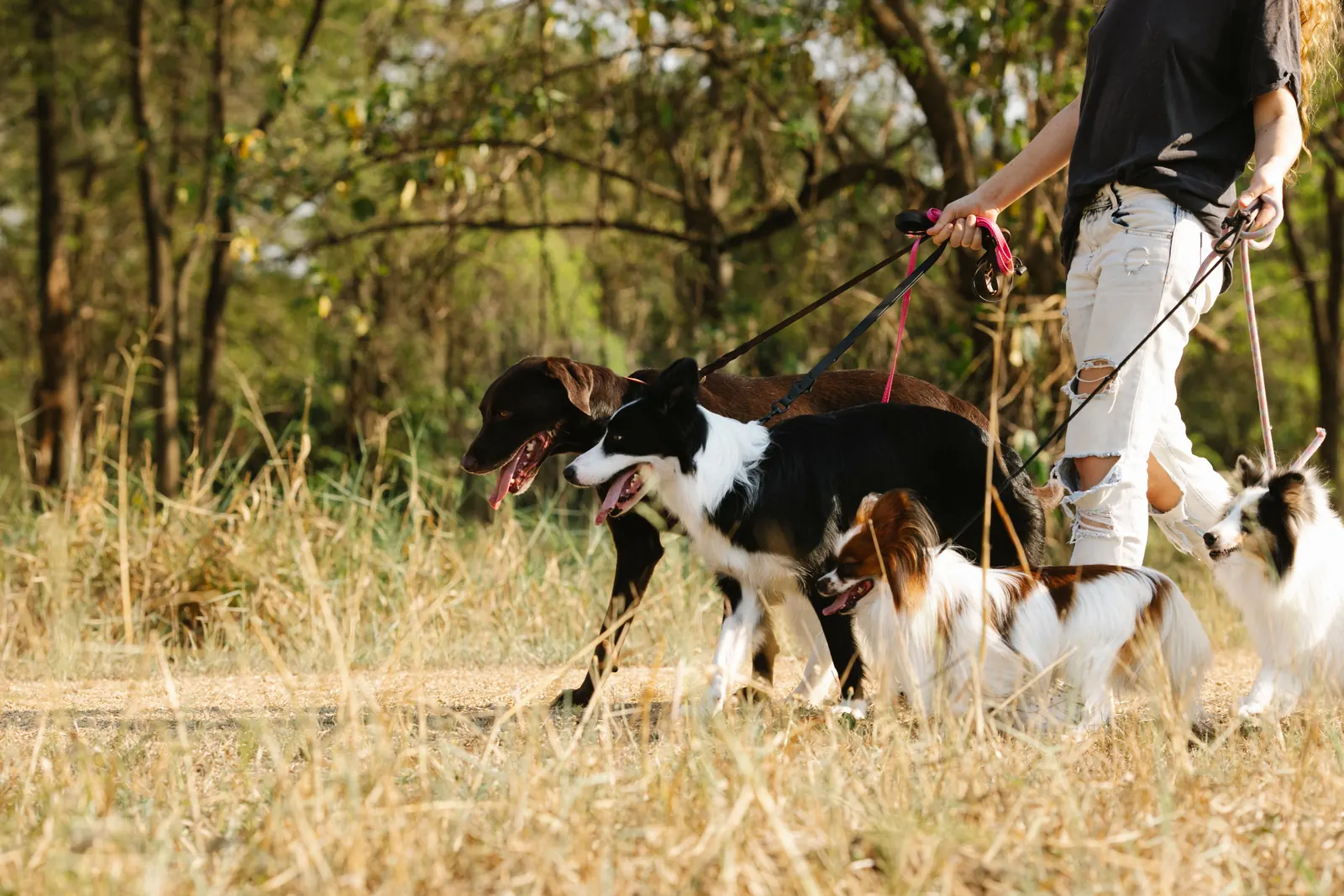 A handler walking two dogs outdoors