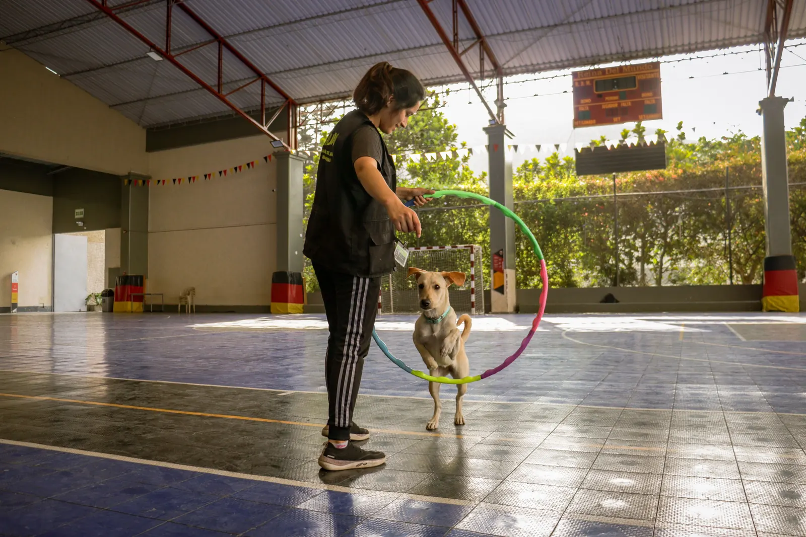 A trainer leading a dog through a training hoop