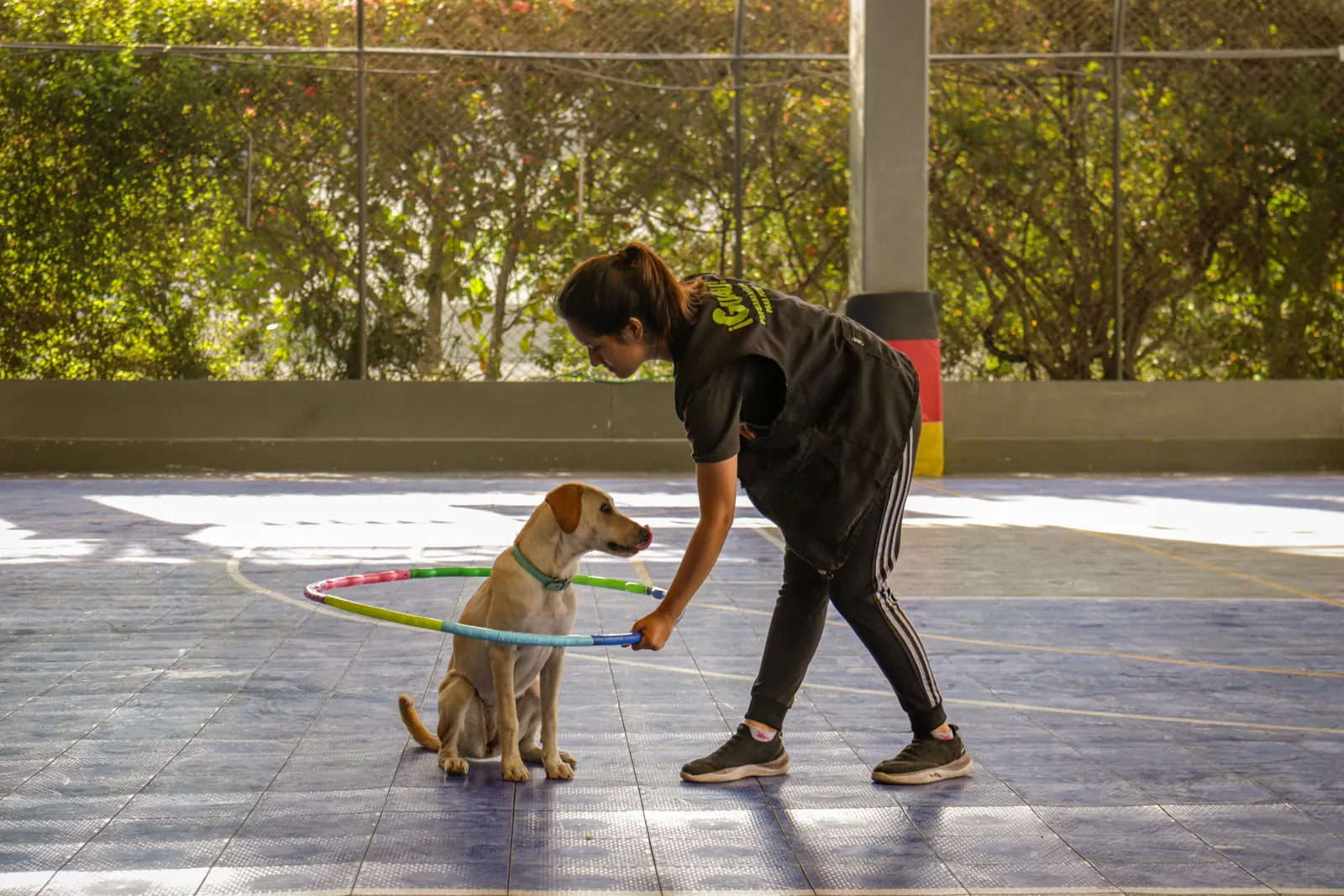 A trainer guiding a dog through a low obstacle