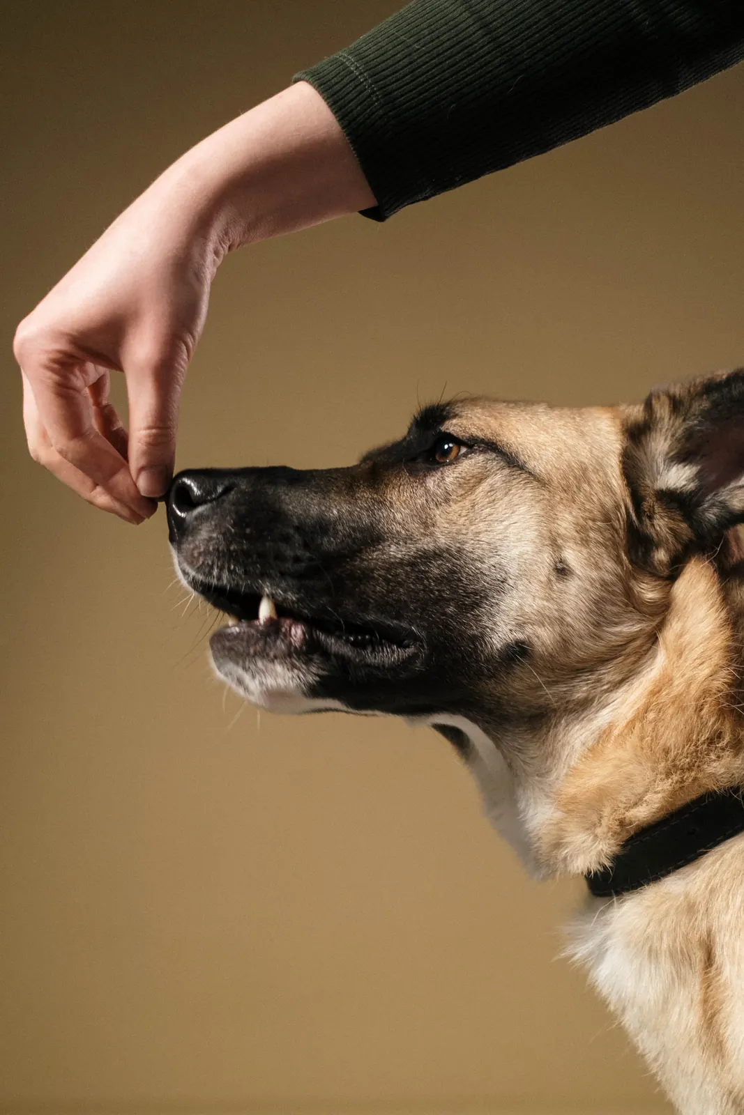 A hand rewarding a dog during training