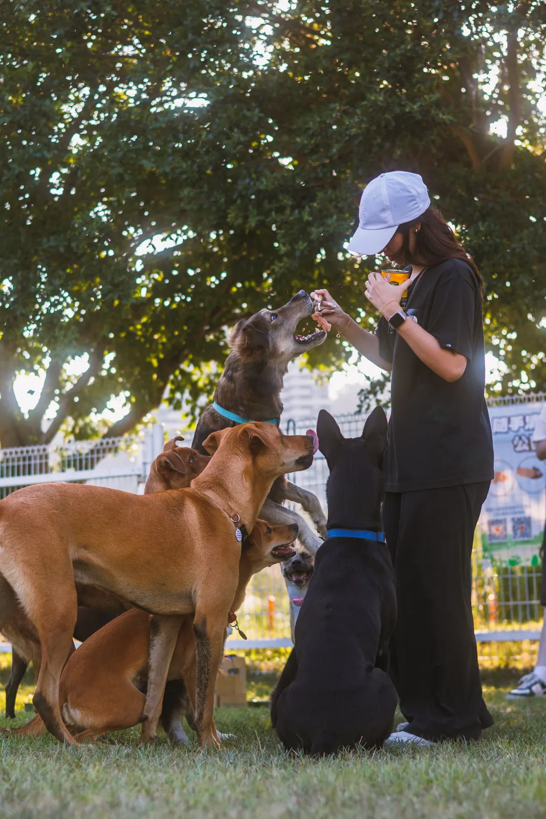 A handler training a group of dogs outdoors
