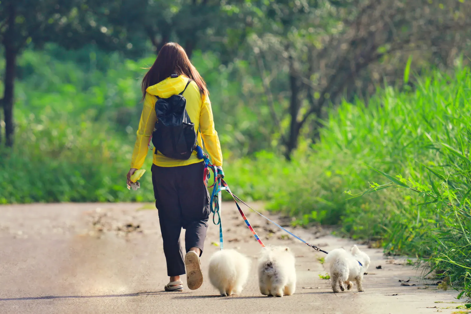 A dog walker leading several dogs on a woodland path