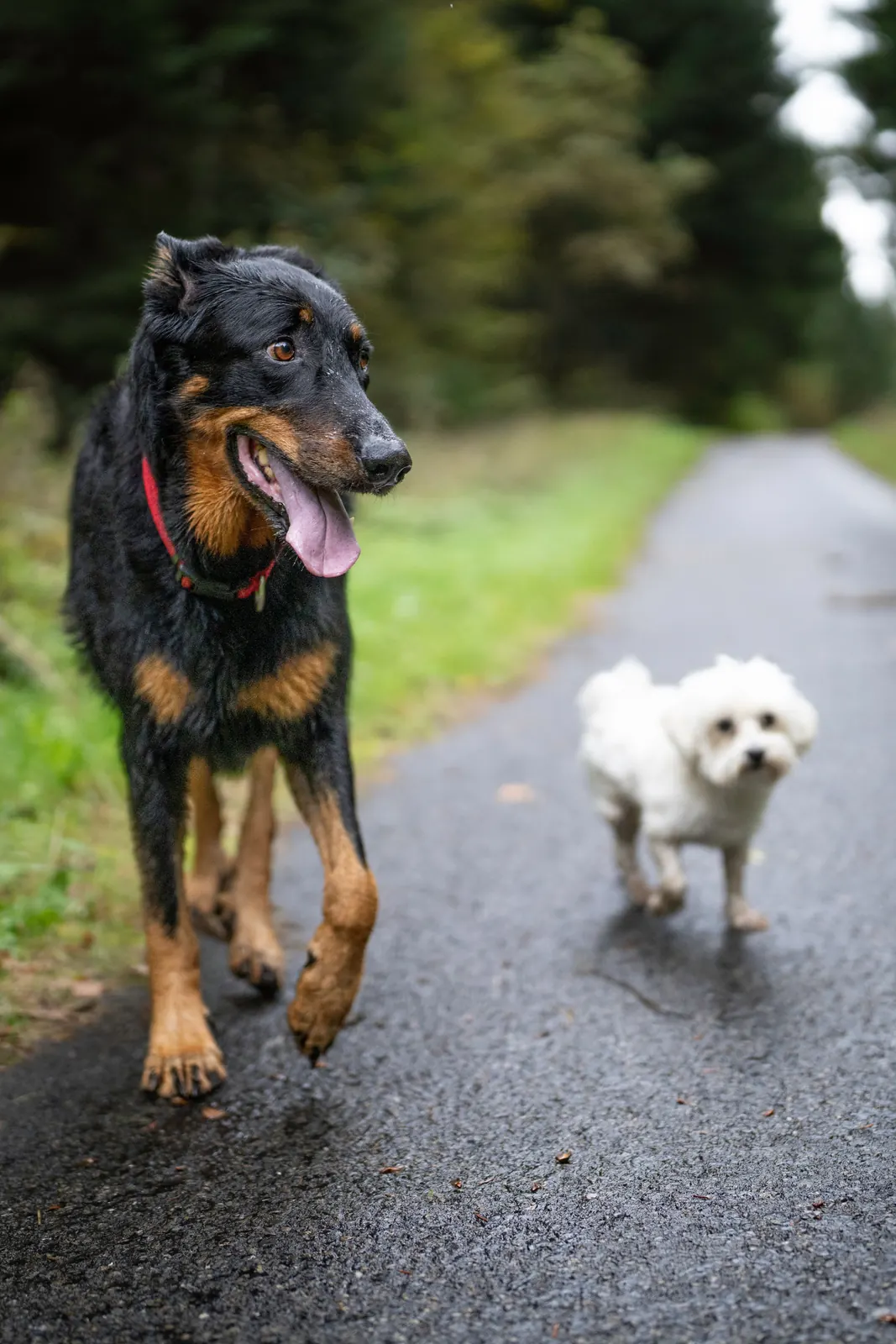 Two dogs walking together on a path