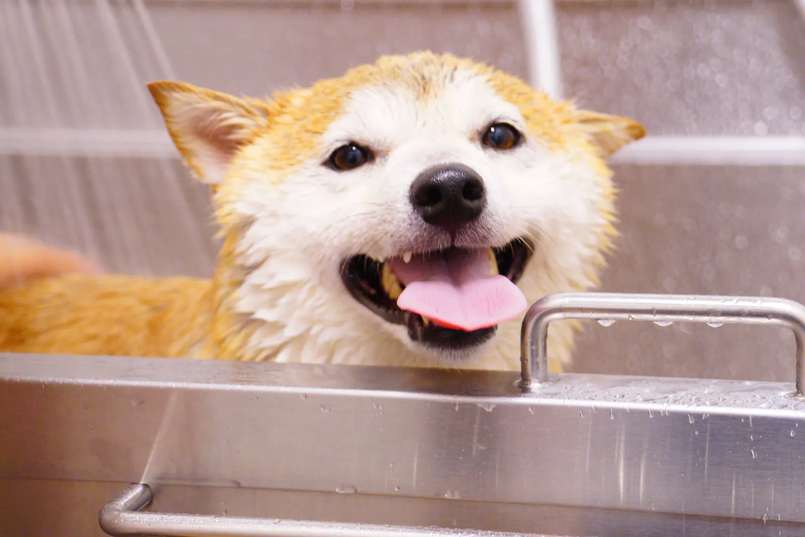 A dog being washed in a grooming bath