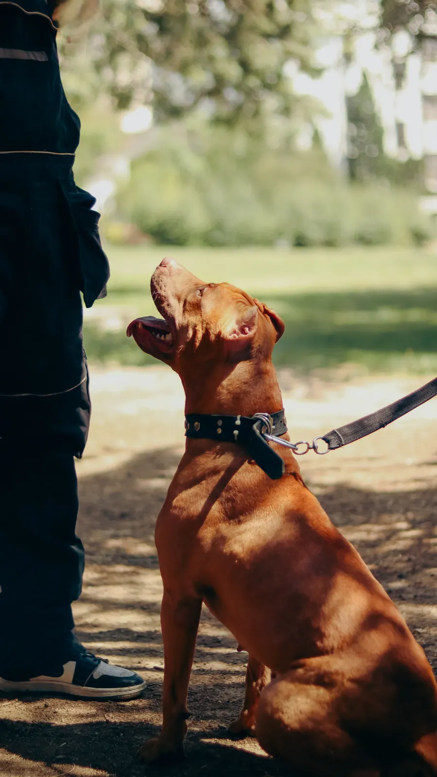 A person training a dog to sit outdoors