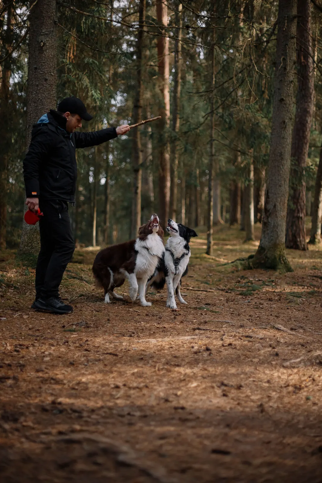 A trainer working with dogs in woodland