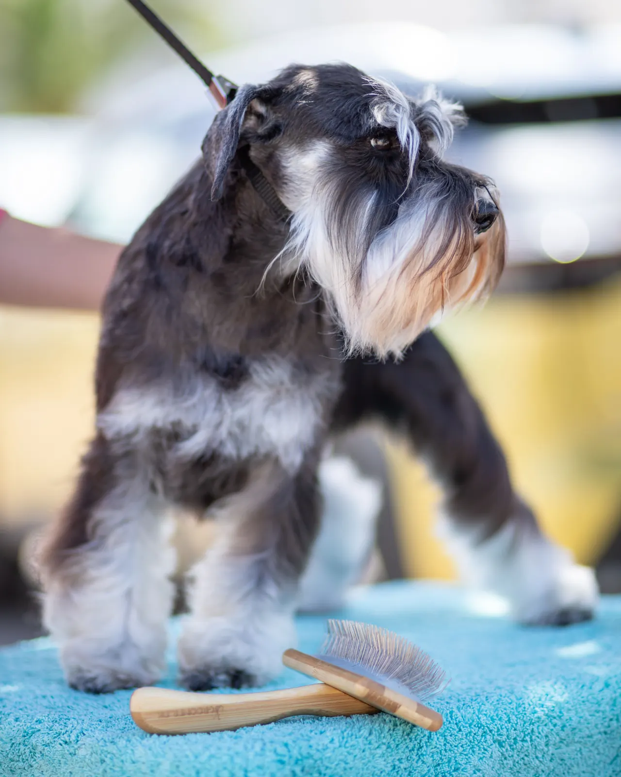A groomed Schnauzer standing beside brushes on a table