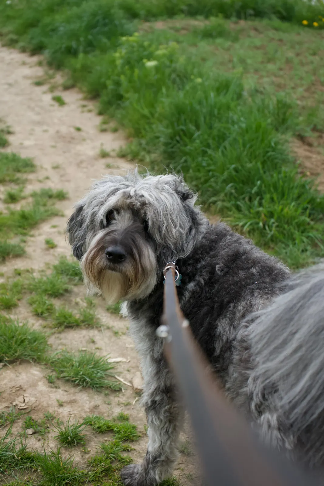 A dog walking on a lead outdoors