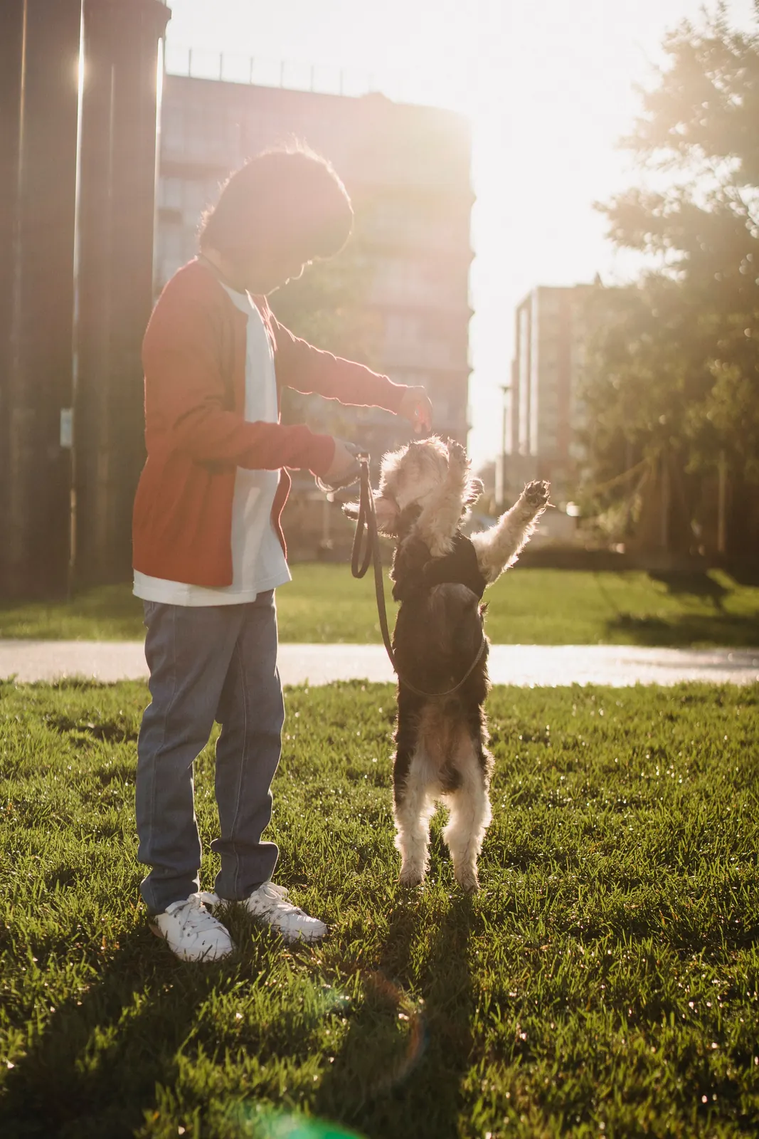 A handler training a dog outdoors at sunset