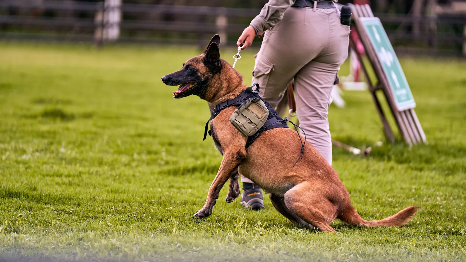 A dog handler with a seated dog on a sports field